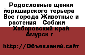 Родословные щенки йоркширского терьера - Все города Животные и растения » Собаки   . Хабаровский край,Амурск г.